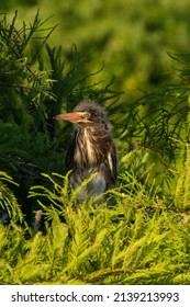 Juvenile Green Heron In A Nest