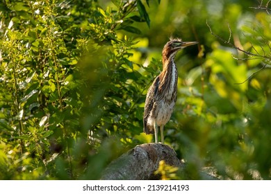 Juvenile Green Heron In A Nest