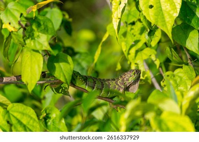 Juvenile green iguana or common iguana (Iguana iguana), camouflaged among the vegetation in Tortuguero, Costa Rica