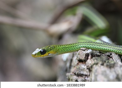 209 Juvenile rat snake Images, Stock Photos & Vectors | Shutterstock