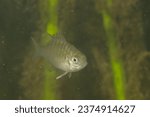 Juvenile green sunfish in a creek