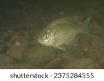 Juvenile green sunfish in a creek