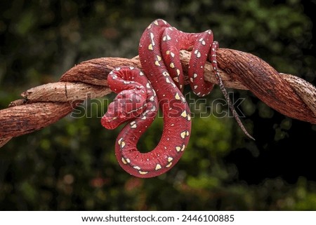 A juvenile Green Tree Python is going through a reddish color phase. The species is native to Papua, Indonesia.
