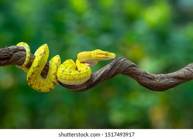 juvenile green tree python on a branch