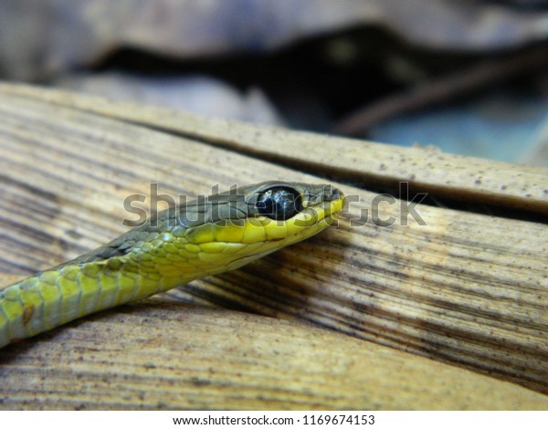 Juvenile Green Tree Snake Dendrelaphis Punctulatus Stock Photo
