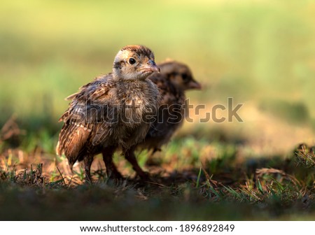 Similar – Gelbes Baby Muskovy Entenküken Cairina moschata