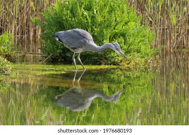 A Juvenile Grey Heron, Ardea Cinerea Fishing In A Lake, UK