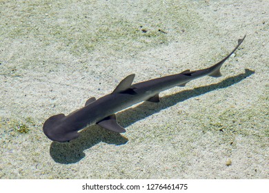 Juvenile Hammerhead Shark