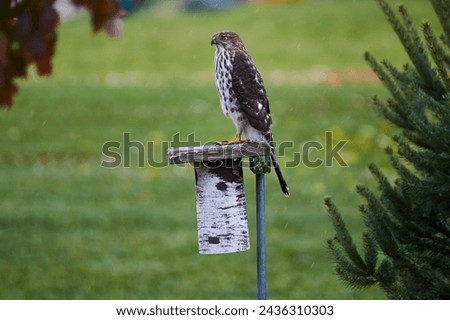 Juvenile Hawk Perched on Rustic Birdhouse in Garden