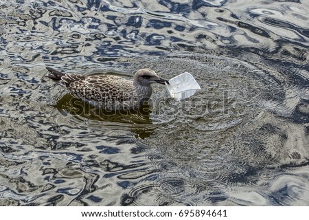 Juvenile herring gull eating plastic carton on water