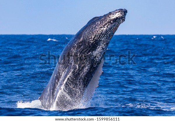 Juvenile Humpback Whale Head Lunging Off Stock Photo 1599856111 ...