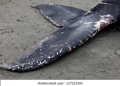 Juvenile Humpback whale washes ashore and died in White Rock BC Canada, June 12, 2012
