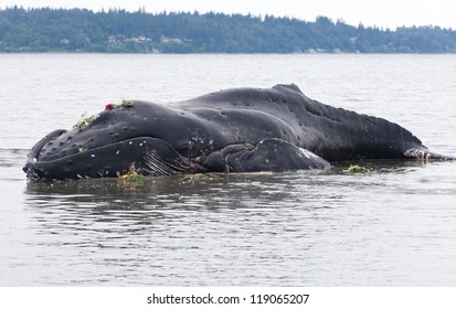 Juvenile Humpback whale washes ashore and died in White Rock BC Canada, June 12, 2012