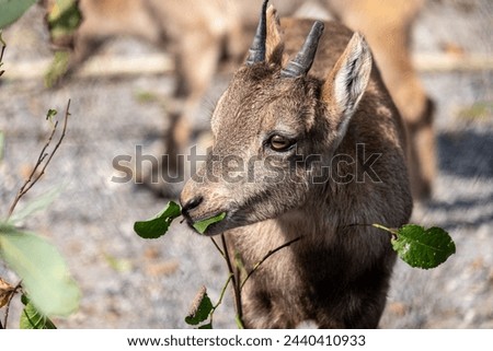 Juvenile ibex nibbling on green leaves, a tender moment in wildlife captured with detail against a natural rocky background. High quality photo