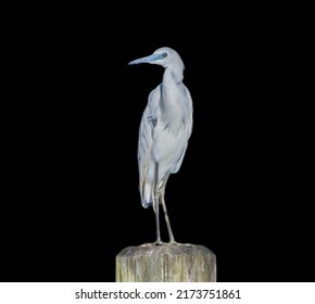 Juvenile Immature Little Blue Heron - Egretta Caerulea - On Wood Pylon Looking Left, Front Body View Mix Of White Grey Blue Feather Color Isolated Cutout On Black Background