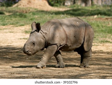 Juvenile Indian Rhino walking