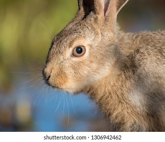 Juvenile Jack Rabbit