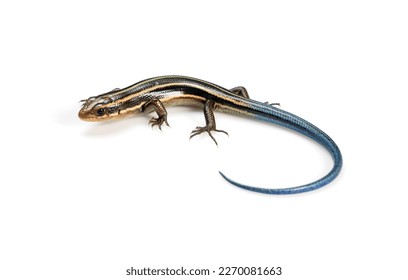 A juvenile Japanese five-lined skink on a white background. - Powered by Shutterstock