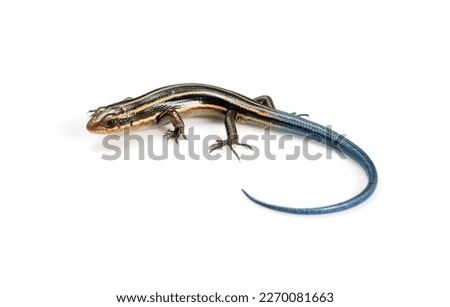 A juvenile Japanese five-lined skink on a white background.