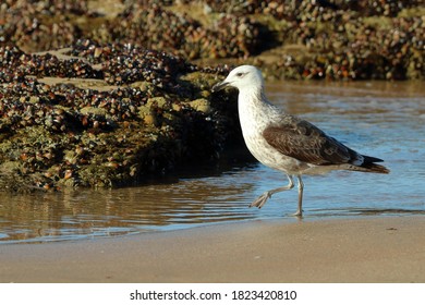 Juvenile Kelp Gull Walking Towards Mussel Banks