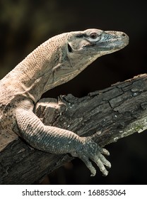 Juvenile Komodo Dragon Perched On Tree Branch