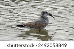 A Juvenile Laughing Gull (Leucophaeus atricilla) standing in shallow water, holding a small fish in its beak.