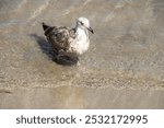 Juvenile laughing gull (Leucophaeus atricilla) on the beach in Mazatlan, Mexico