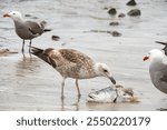 Juvenile laughing gull (Leucophaeus atricilla) eating a fish head on the beach in Mazatlan, Mexico