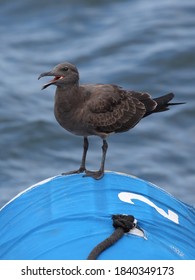 Juvenile Lava Gull On Zodiac Galapagos