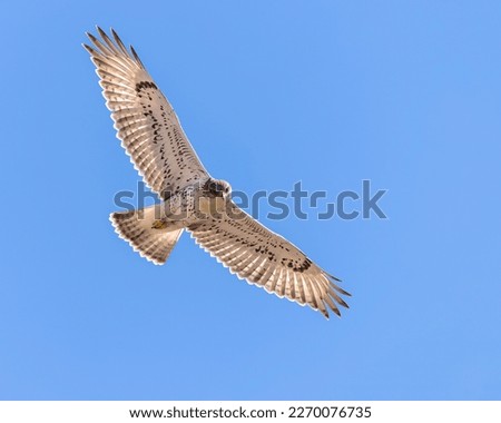 A juvenile light morph Ferruginous Hawk soars over the Wyoming prairie.
