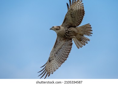 Juvenile Light Morph Red Tail Hawk Stock Photo (Edit Now) 2105334587