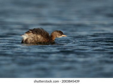 Juvenile Little Grebe Shaking After A Dive In Buhair Lake, Bahrain 