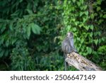 Juvenile Long Tailed Macaque staring blankly (Macaca Fascicularis, Crab Eating Macaque, Cynomolgus Macaque, Kera) on tree, of the Kinabatangan River, Sandakan, Sabah, Malaysia (Borneo)