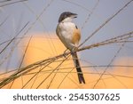 A juvenile Long Tailed Shrike in city scape