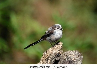juvenile long tailed tit (Aegithalos caudatus) - Shutterstock ID 2186799331