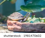 A juvenile Malayan box turtle (Cuora amboinensis). 
These turtles have blackish-brown to olive-brown colored shells that are not as ornate as many other box turtles. 