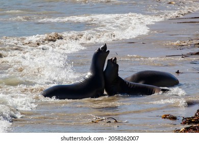 Juvenile Male Elephant Seals Sparing On Año Nuevo State Park