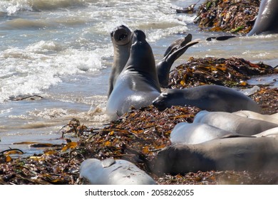 Juvenile Male Elephant Seals Sparing On Año Nuevo State Park