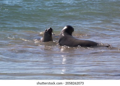 Juvenile Male Elephant Seals Sparing On Año Nuevo State Park