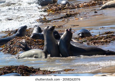 Juvenile Male Elephant Seals Sparing On Año Nuevo State Park