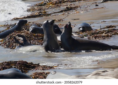 Juvenile Male Elephant Seals Sparing On Año Nuevo State Park