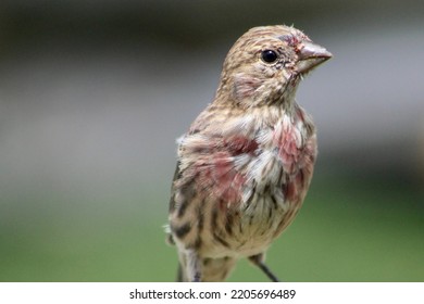 A Juvenile Male House Finch That Perched On A Metal Bar. His Red Feathers Are Starting To Grow In.