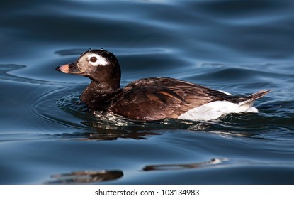 Juvenile Male Long Tailed Duck