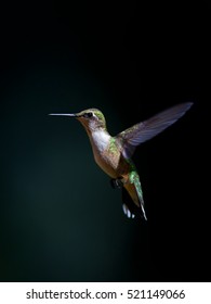 Juvenile male ruby-throated hummingbird isolated on black background hovering in flight