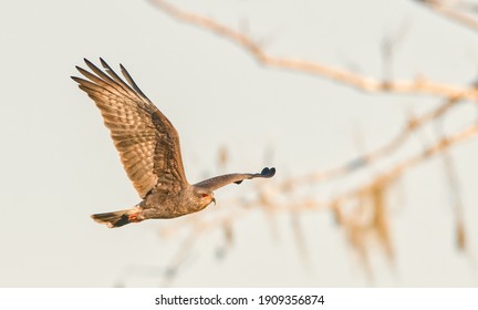 Juvenile Male Snail Kite Hawk (Rostrhamus Sociabilis) In Flight, Red Eye, Wing Up Showing Under Side Pattern And Colors With Hazy Sky And Tree Branch Background With Bokeh