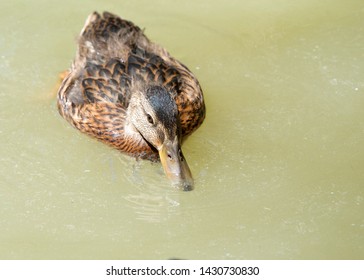 Juvenile Mallard Duck Images Stock Photos Vectors Shutterstock