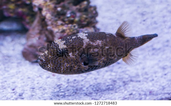 juvenile map puffer fish, portrait of a young\
aquarium pet