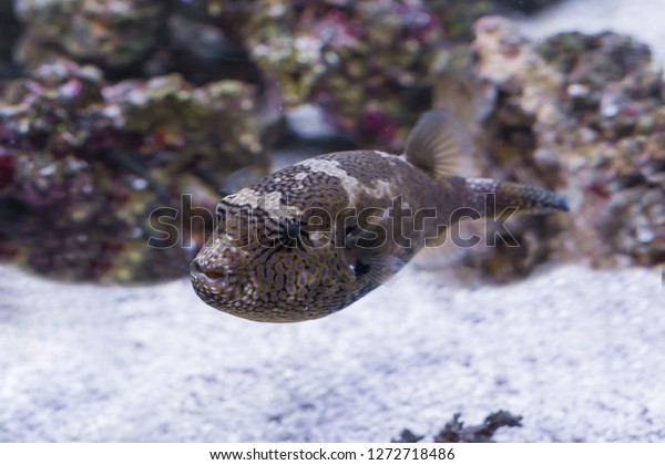 juvenile map puffer fish swimming in the\
water, tropical balloon fish from the Indian\
ocean