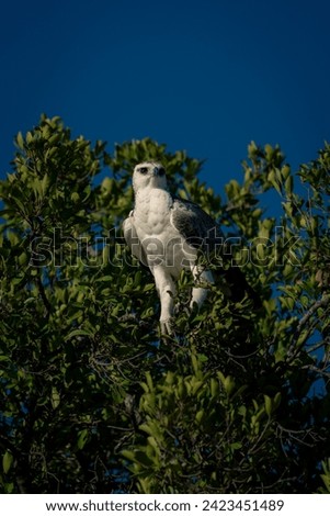 Juvenile martial eagle with catchlight in tree