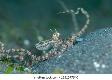 Juvenile Mimic Octopus Underwater Macro Photo